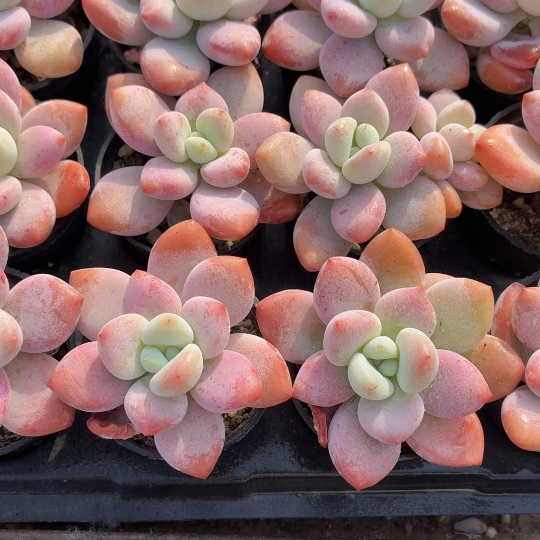 红洛神多肉9.9包邮发货