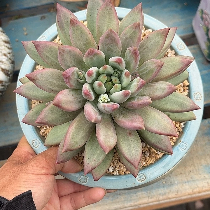 多肉植物一物一拍