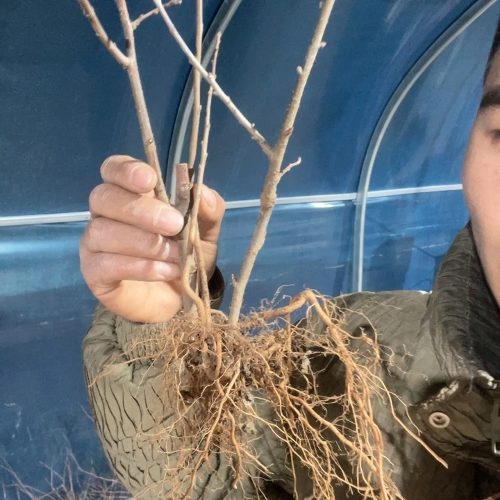 原生凌之舞海棠花一颗