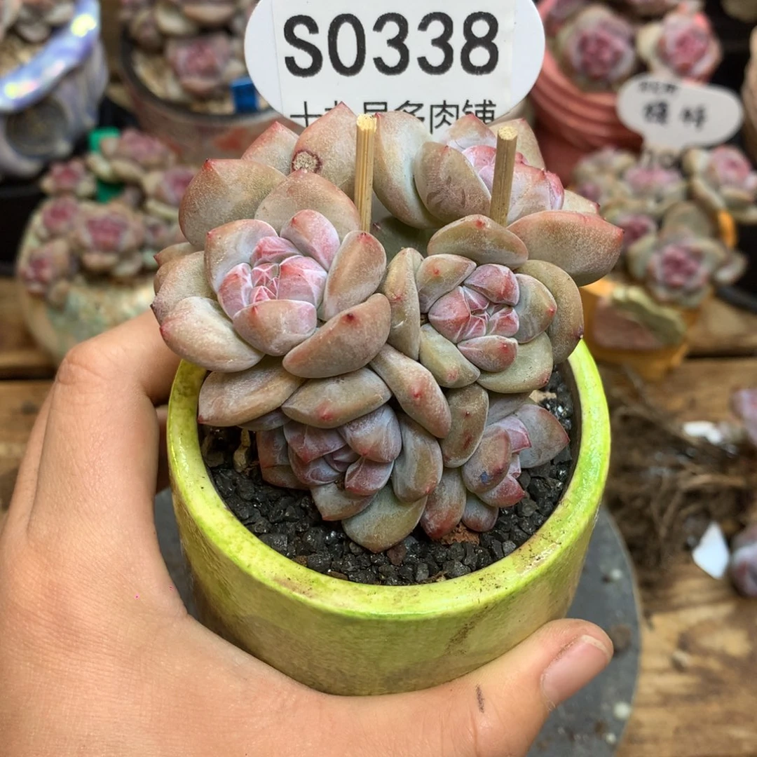 S0338 突尼斯 背景同款