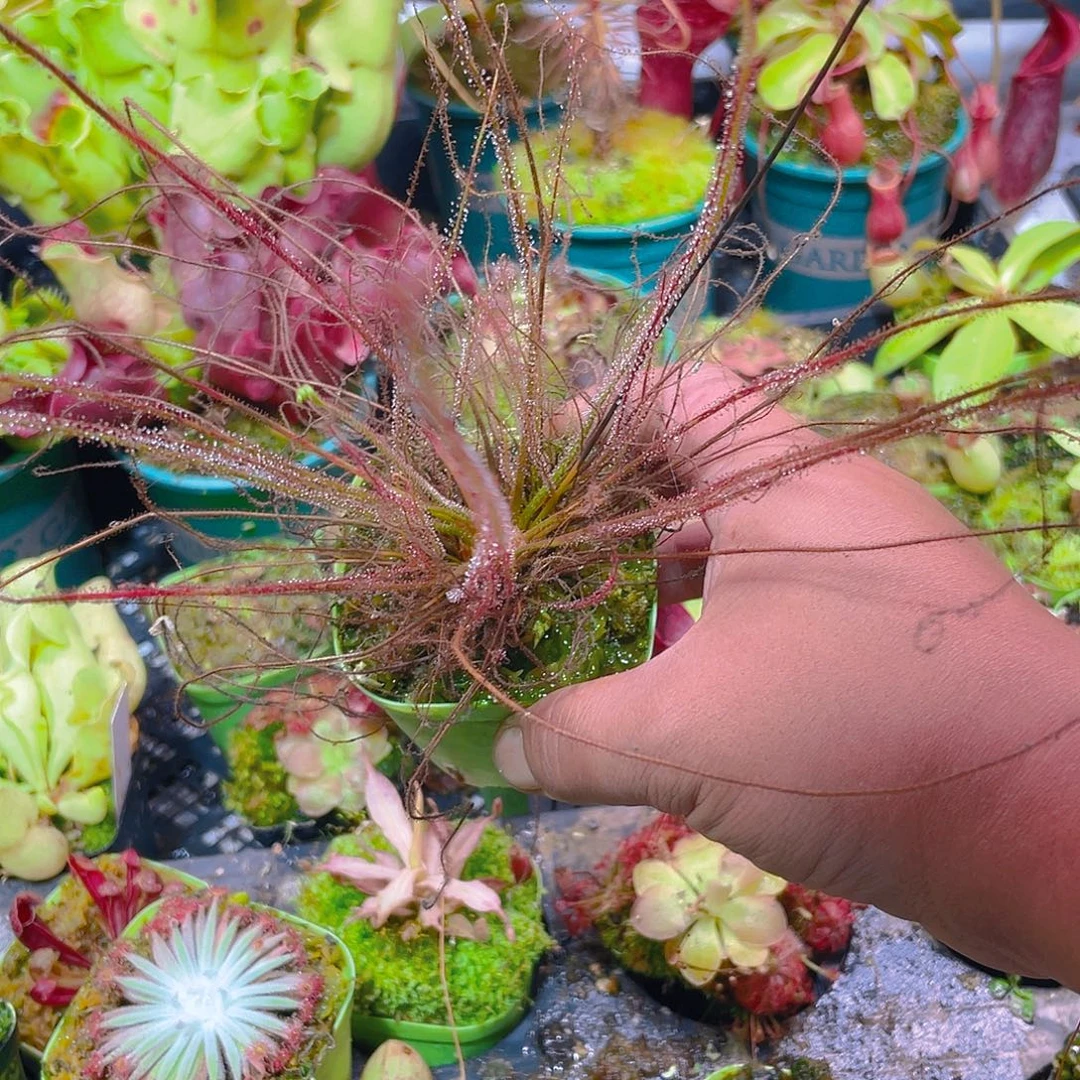 完全开放红丝叶大喵