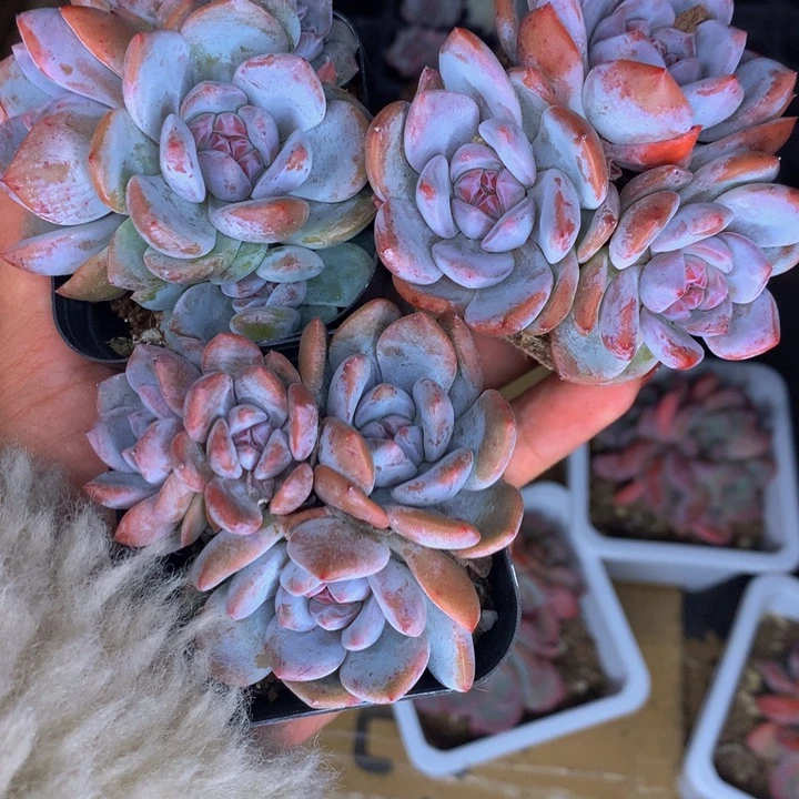 石榴籽群 优选（满9.99包邮不满9.99发叶子）