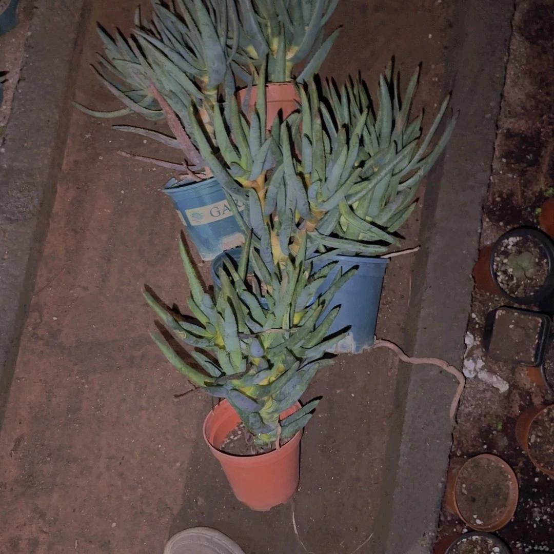 块根植物块根植物块根