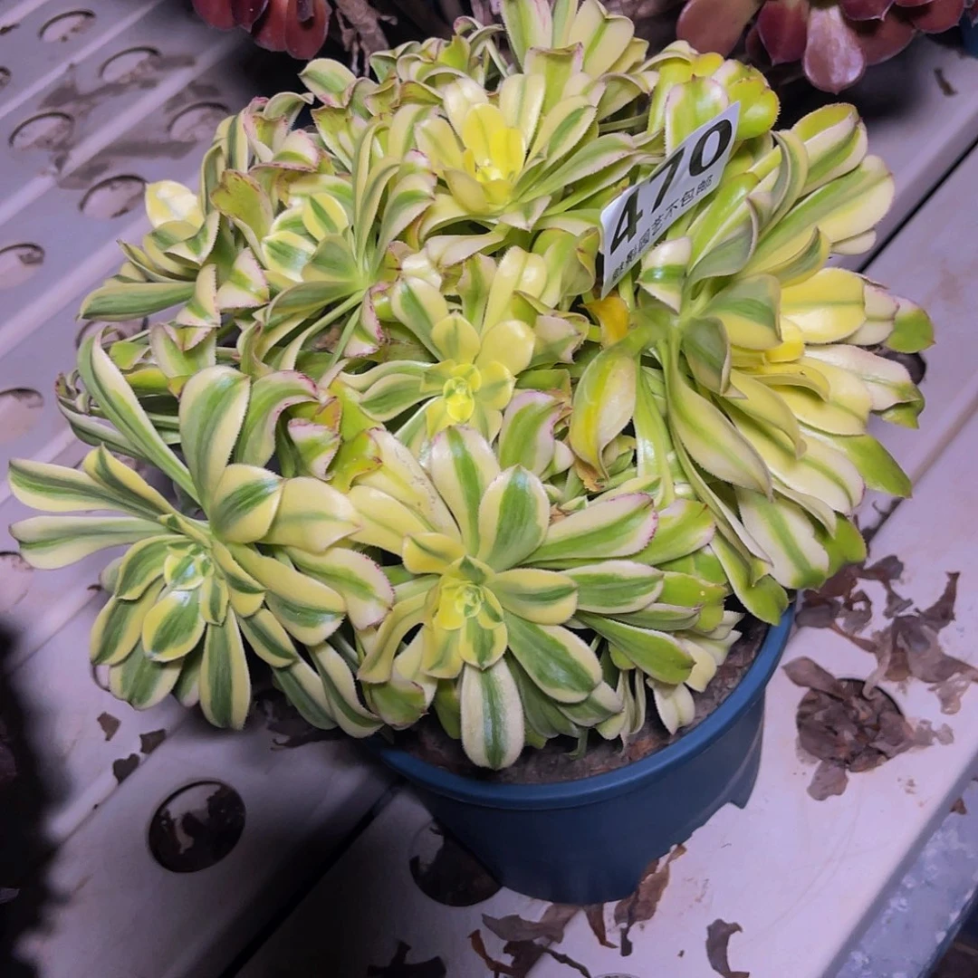 法师法师3–11包邮法师