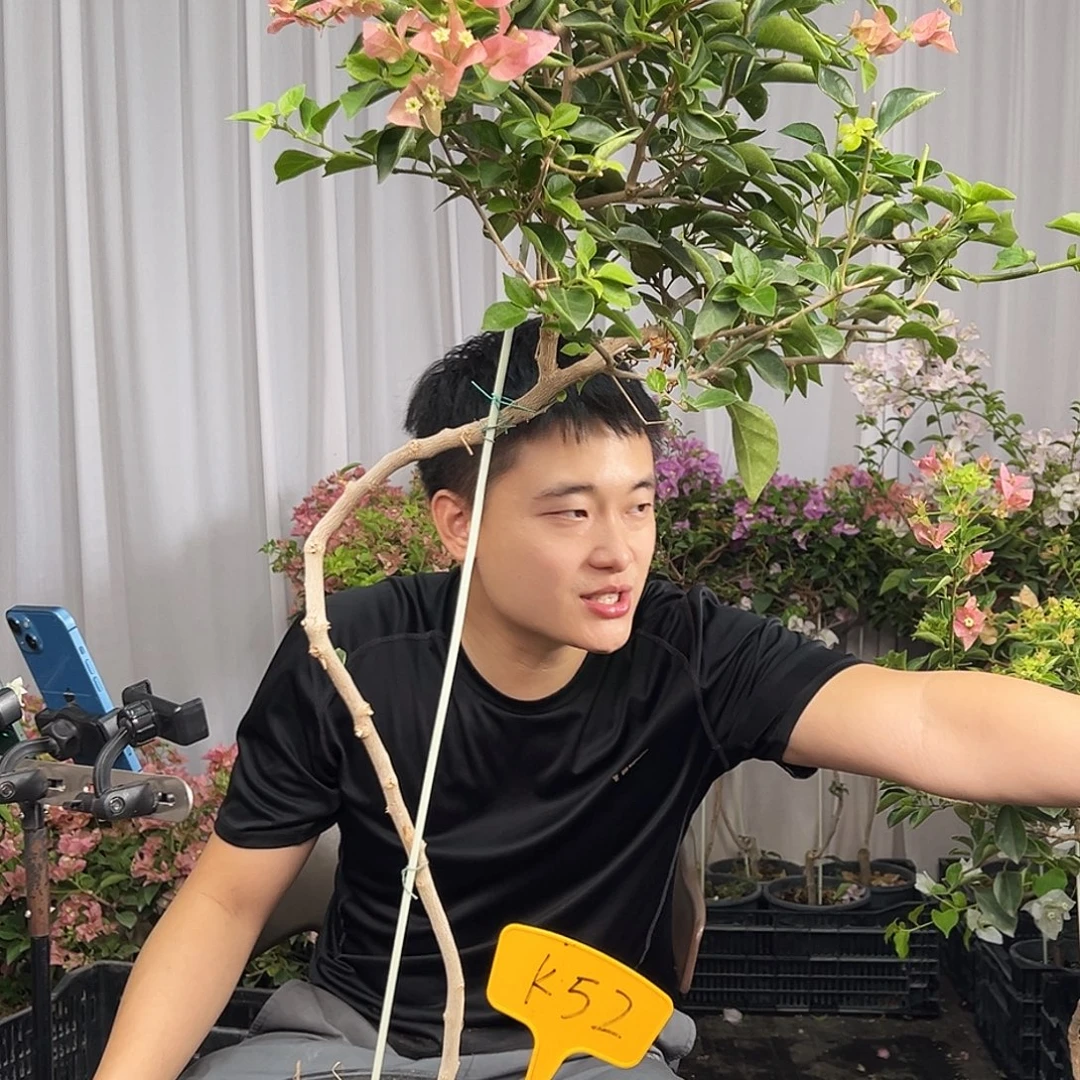 Y***N当前无花栽培后可以开花K52所罗门