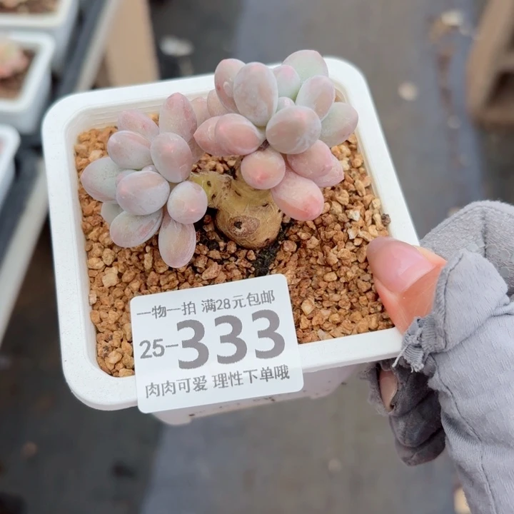 汤圆无盆土发货多