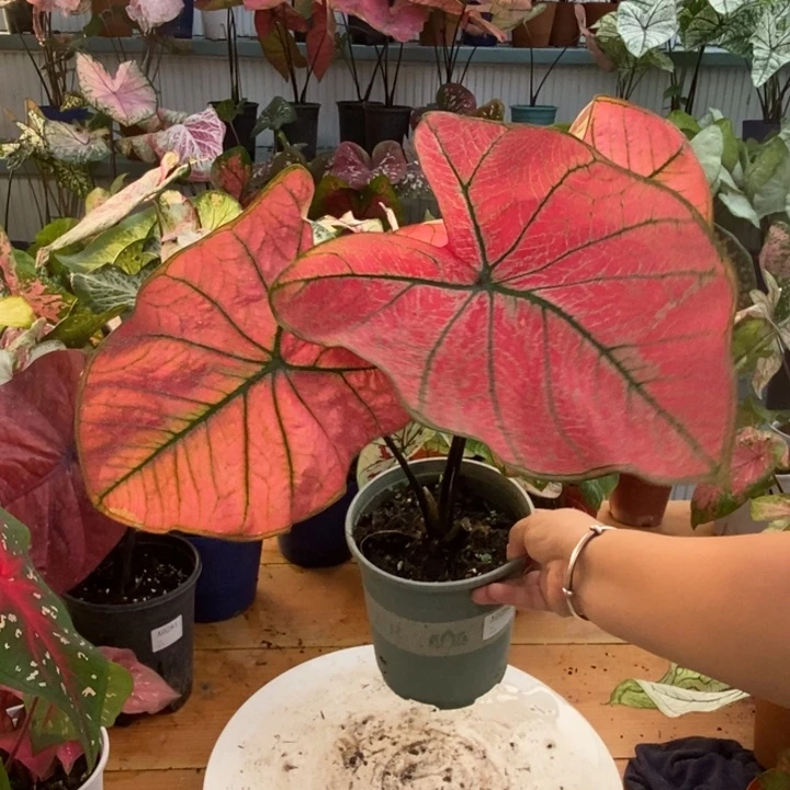 完全开放0282微瑕