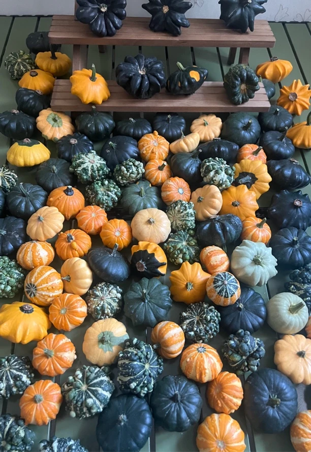 墨西哥葫芦青皮（直播选款)