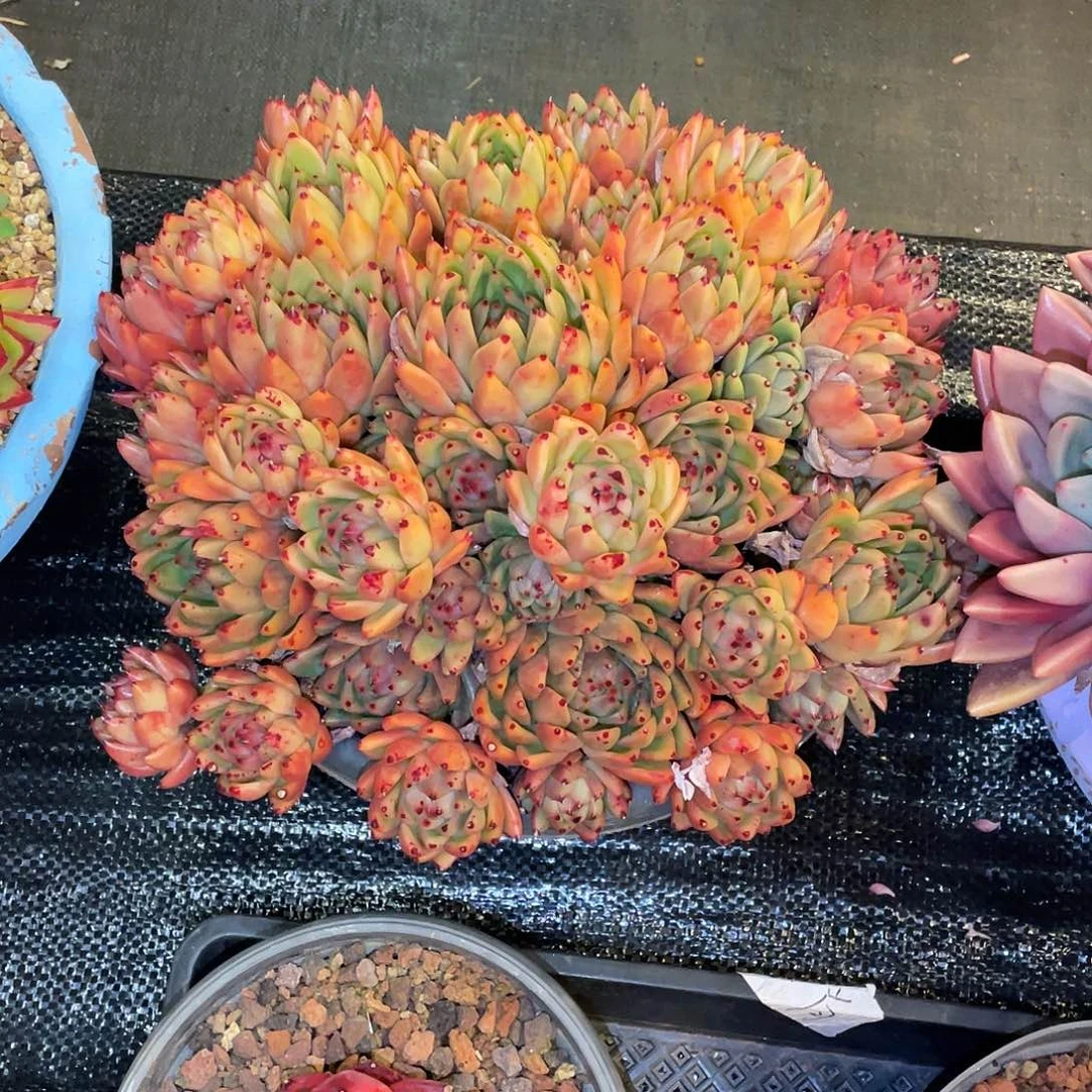 ****l多肉植物一物一拍