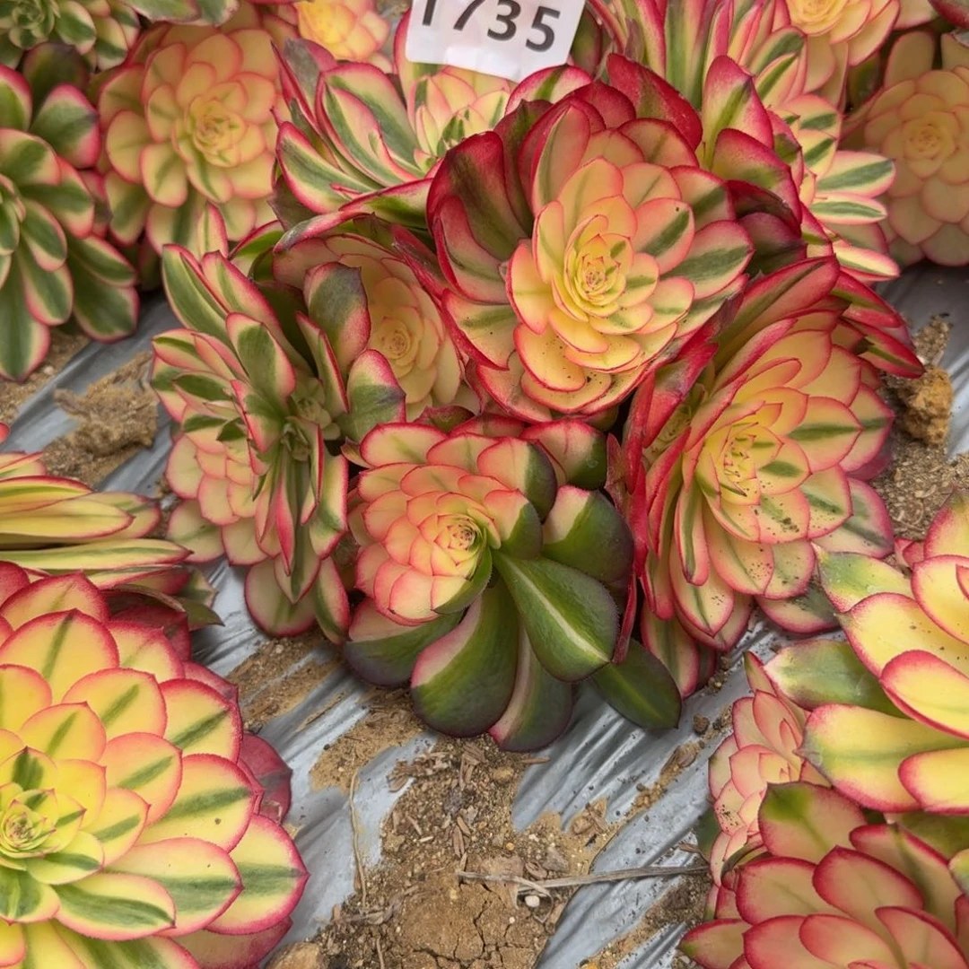 洁1735荔枝。多肉植物