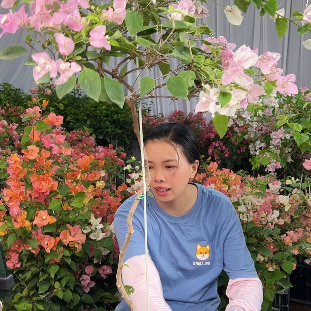 花***夏大部分花苞少量开放E41广红樱