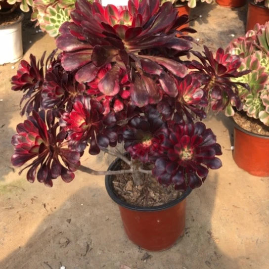 法师多肉植物雪**桥法师862