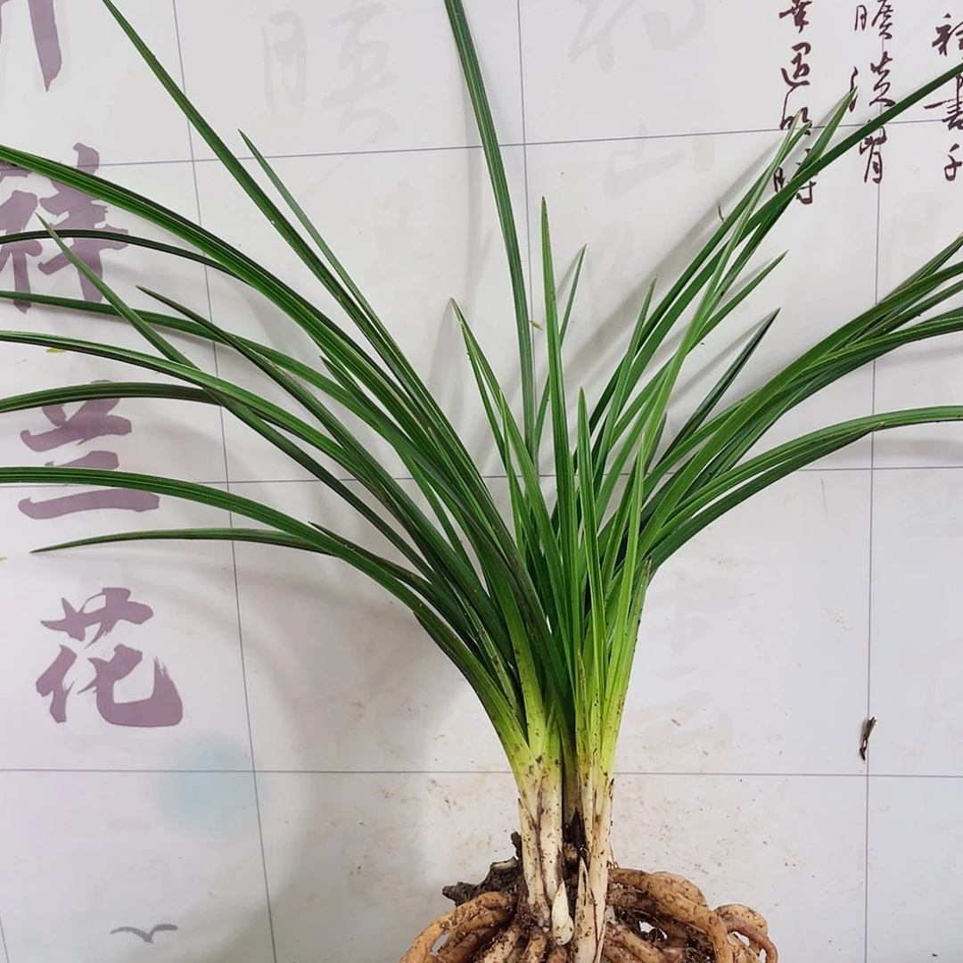 用***4完全开放兰花兰花