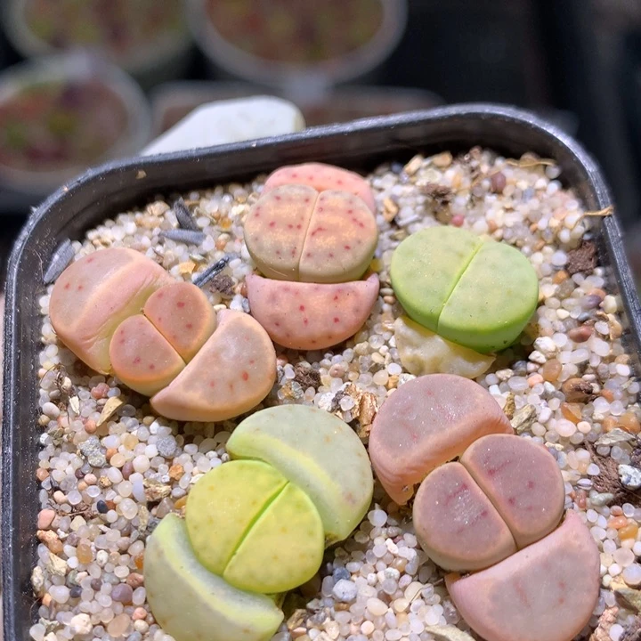 zzz精品生石花729