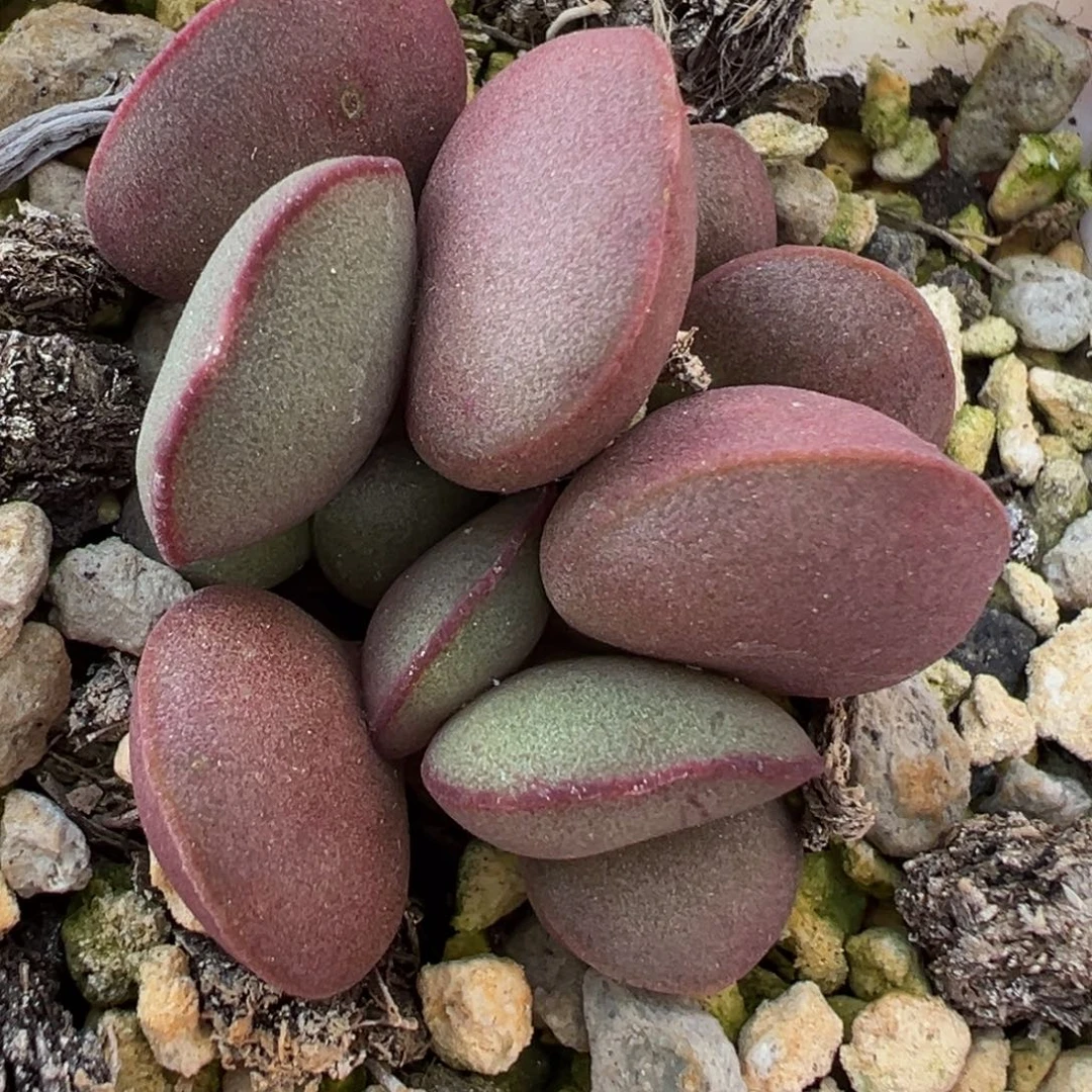 红蛋水泡多肉植物水泡