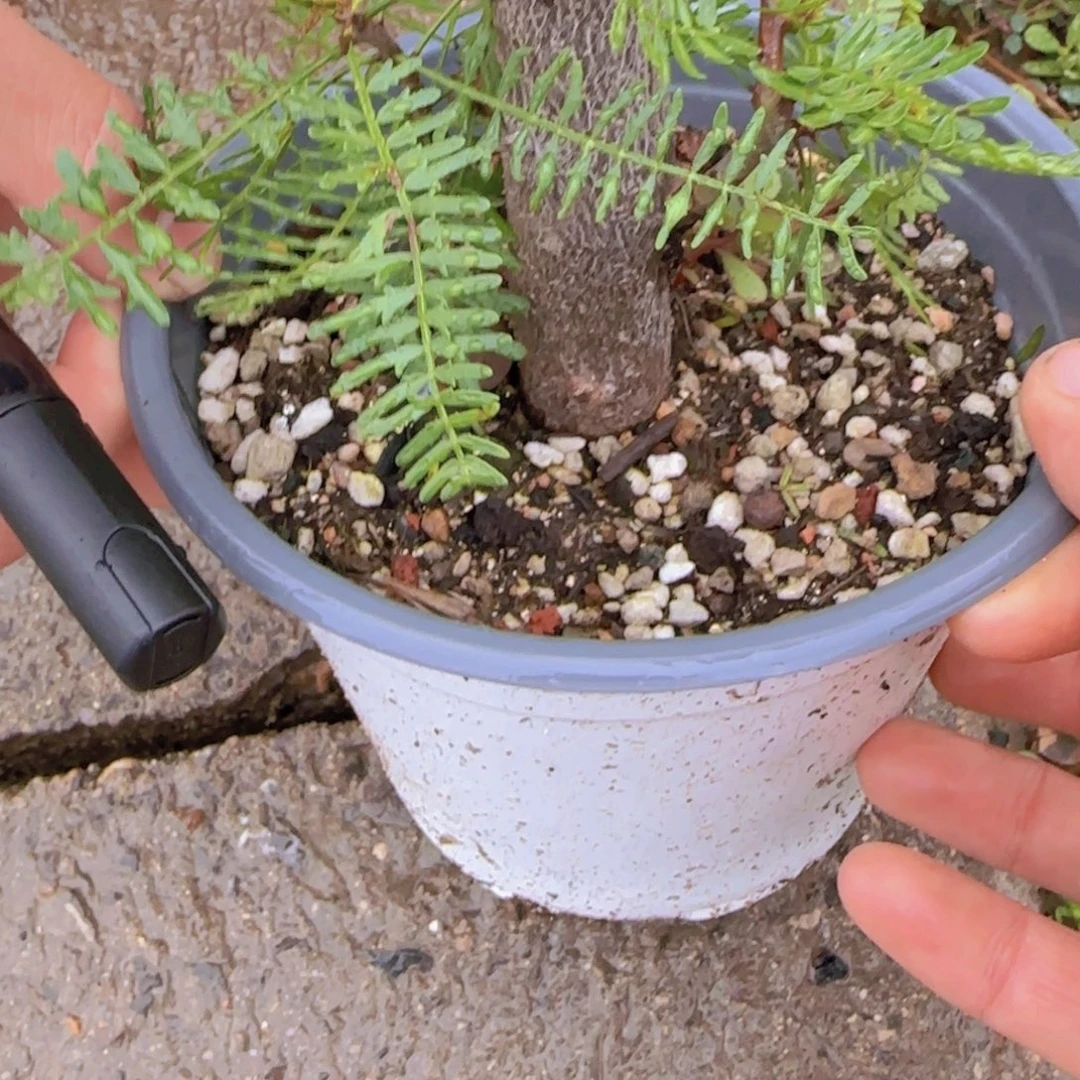 ****狗块根植物块根植物