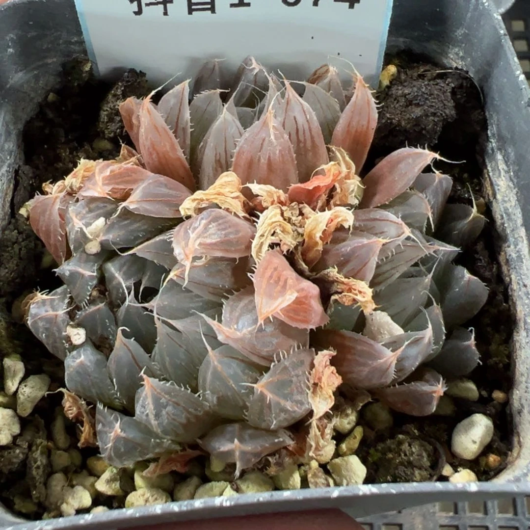 1-74玉露多肉植物，