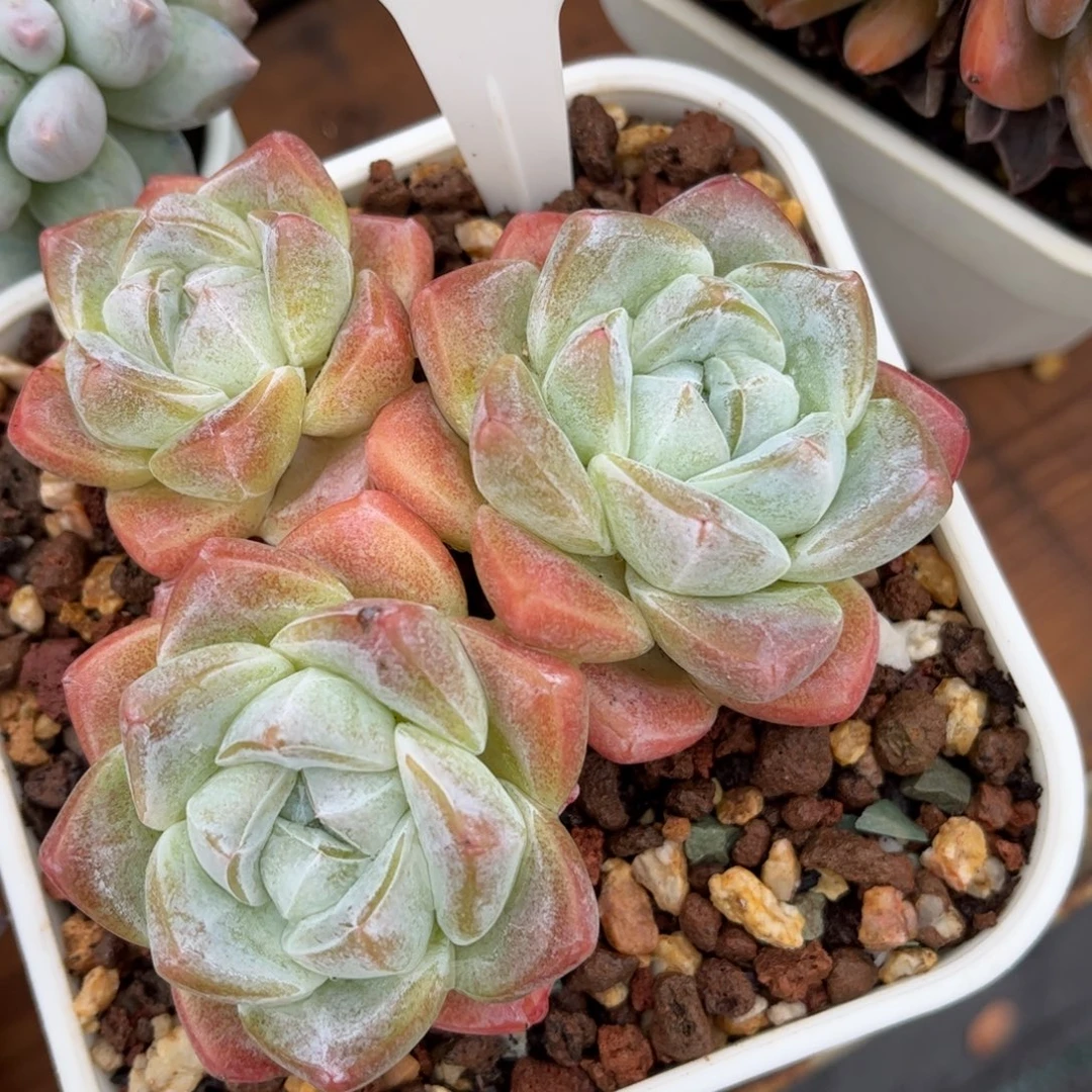 多肉植物3389 一定要拍个冷链哦