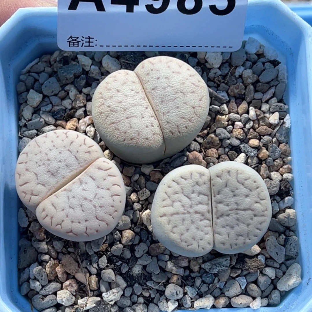 4985猪皮3颗尺寸2.5