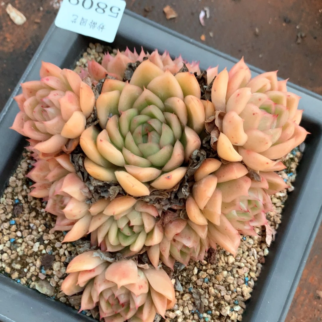 5809瑕疵不售后特价处理