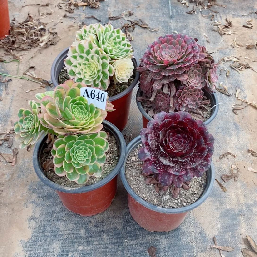 周***静嫩桩组合640多肉法师植物