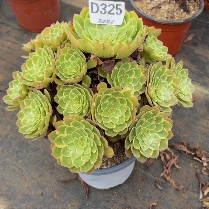 瑞妈多肉园艺325。莲花座