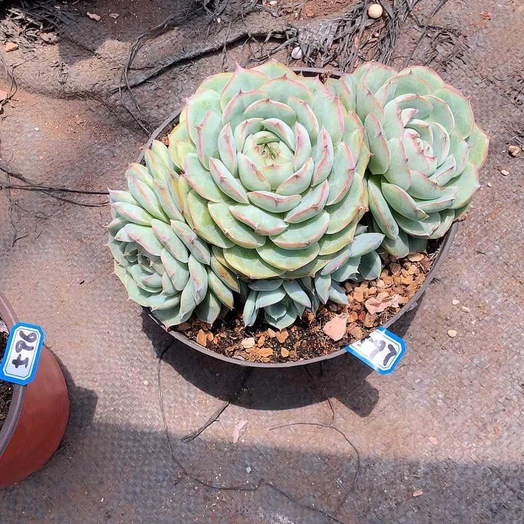 一物一拍多肉 597侧影