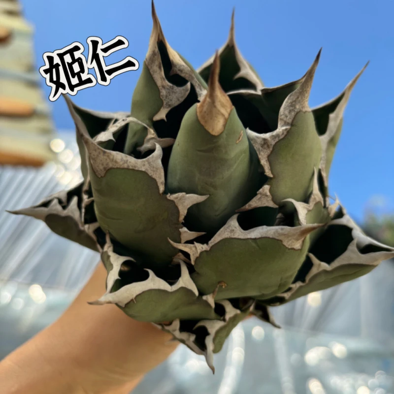 龙舌兰仁王冠系 白鲸 立可白 霍利达 红狮 魔丸 妖炎龙舌兰植物