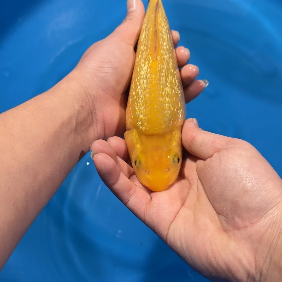 肥***肉海水鱼大日银鳞黄猿10-70