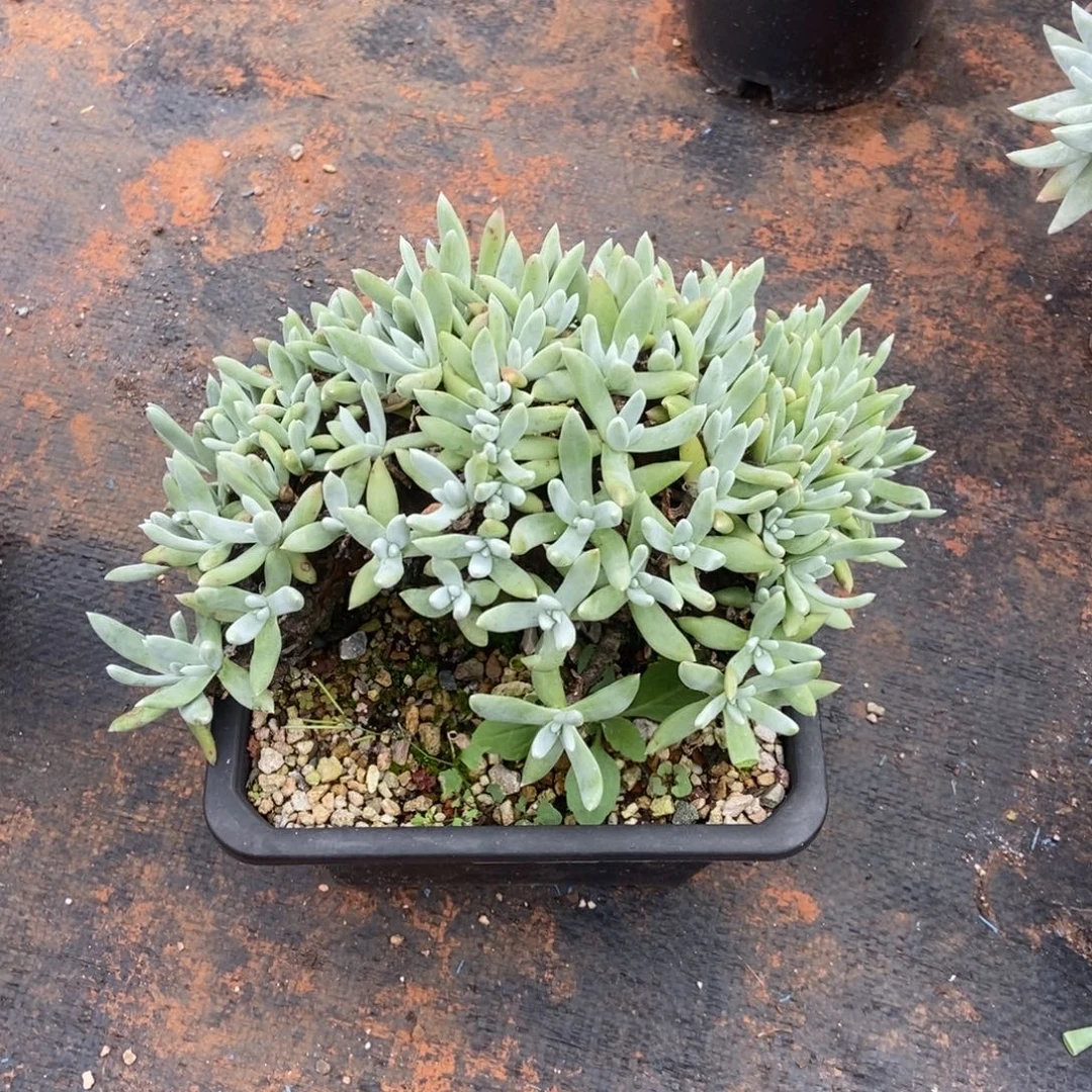 绿菊杂整版多肉植物