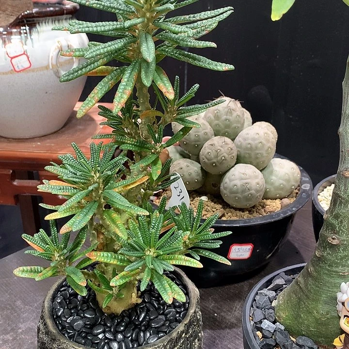 柠*汁泡泡叶琉珊1111111111