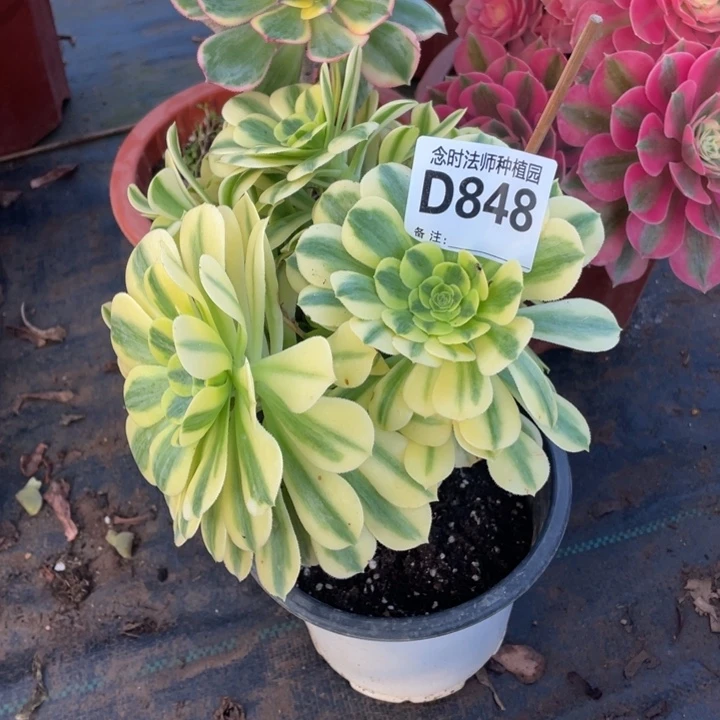云****-848金丝11111多肉