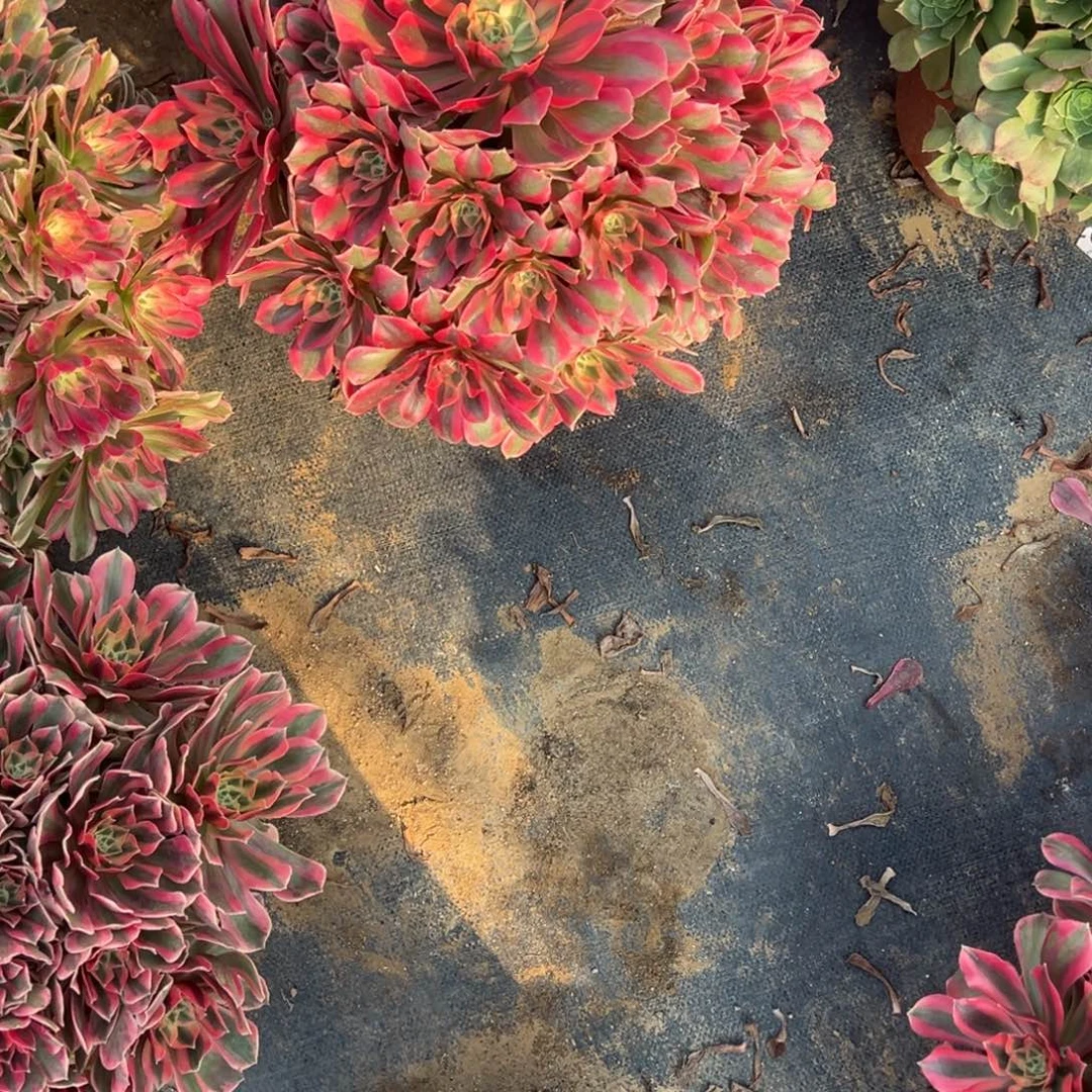 魔***法1.3-71女妖多肉植物