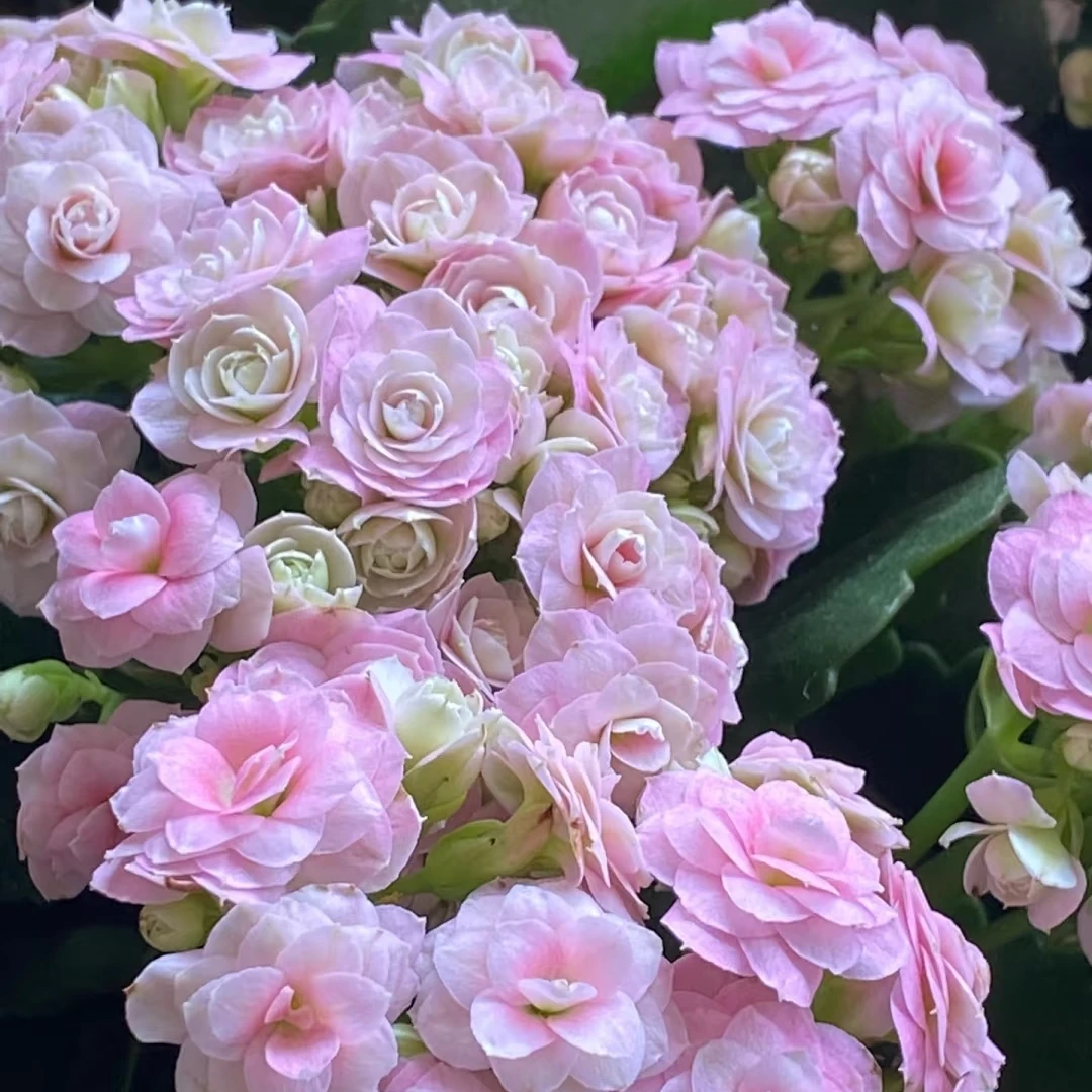 【凯耐迪】110盆长寿花