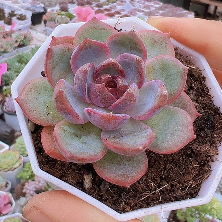 蓝莓19包邮多肉植物