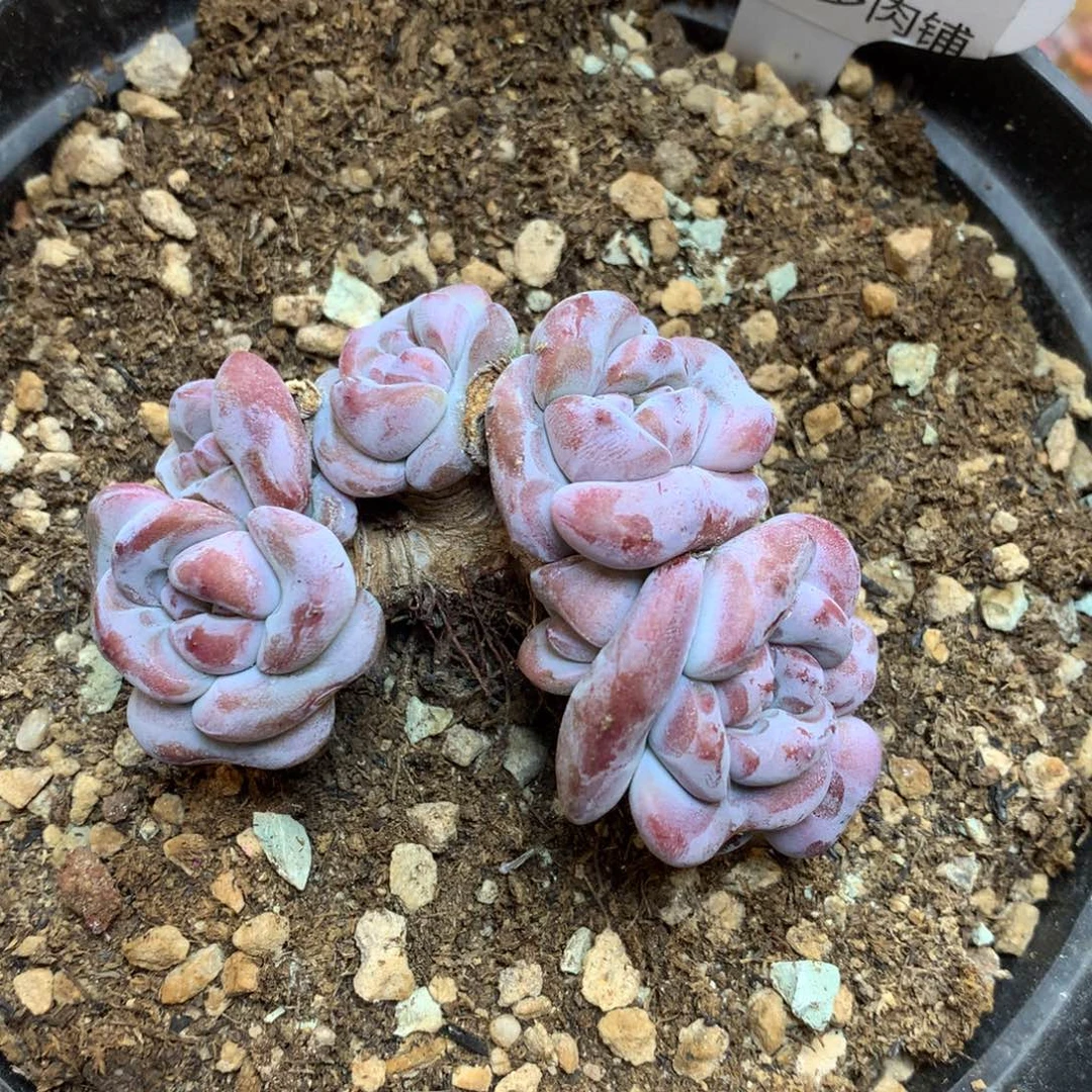 S0321 突尼斯 无砍 8cm