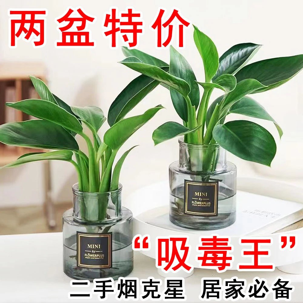 【净化空气】绿公主水培金钻盆栽室内花卉植物桌面绿植四季青易活