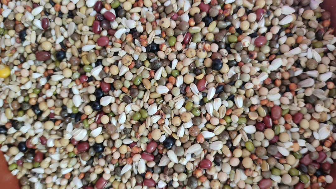 喷窝育雏鸽粮小粒粮食无玉米喷窝鸽粮