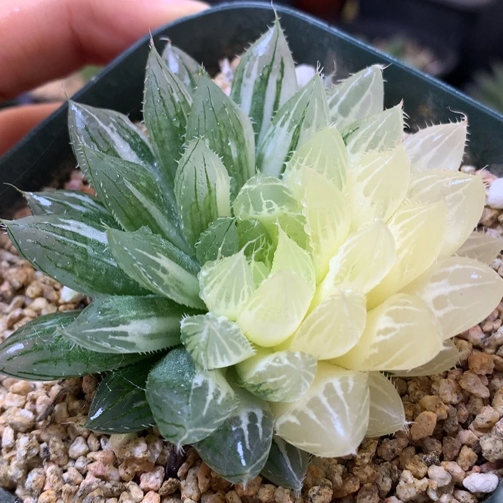 原始玉露锦实生dai pen