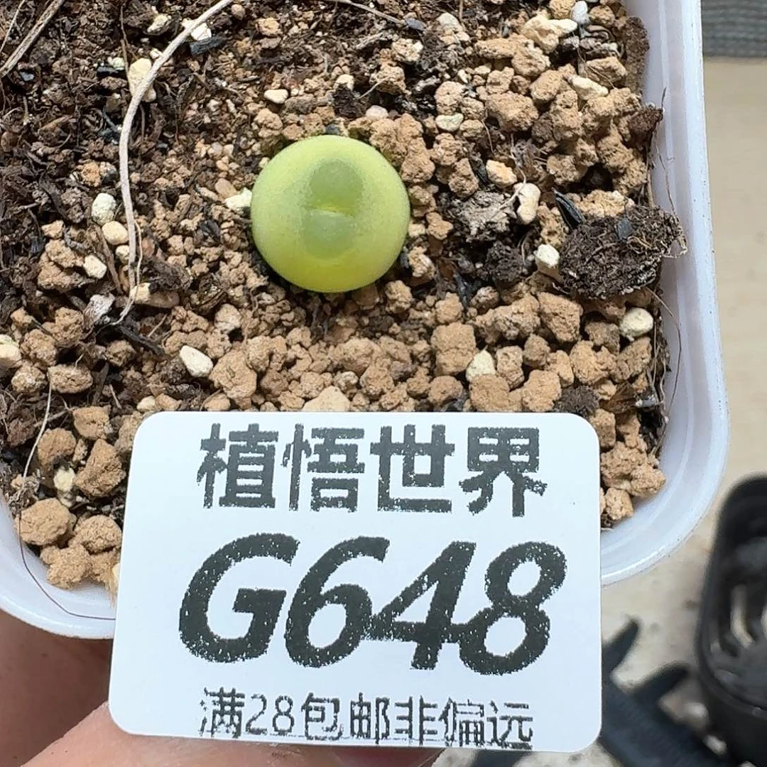 多肉植物的润泽额fg