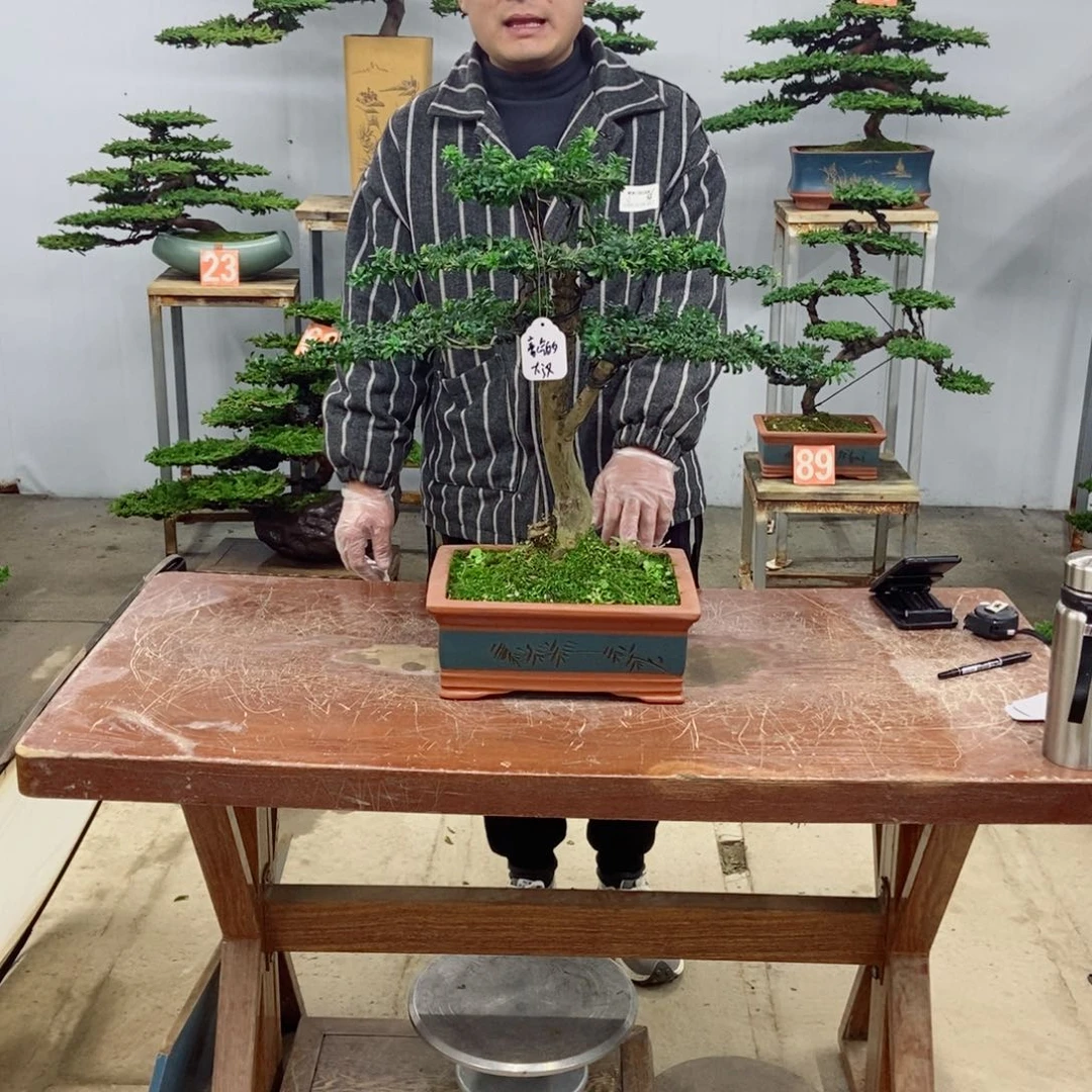 无花朵罗汉松盆景