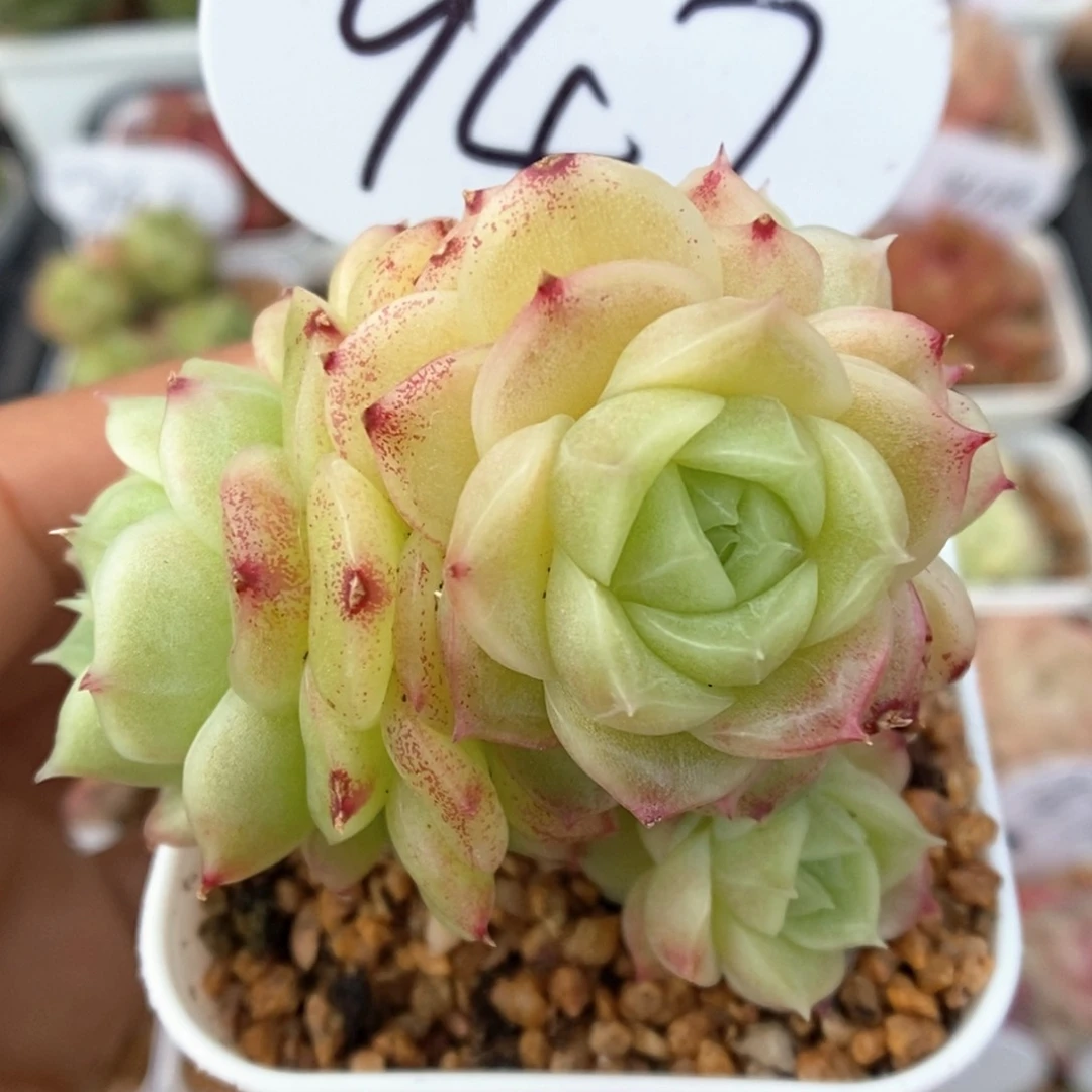 蜜蜡麦秆群生可拍947号。