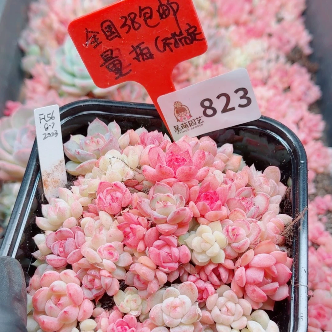 多肉植物多肉植物