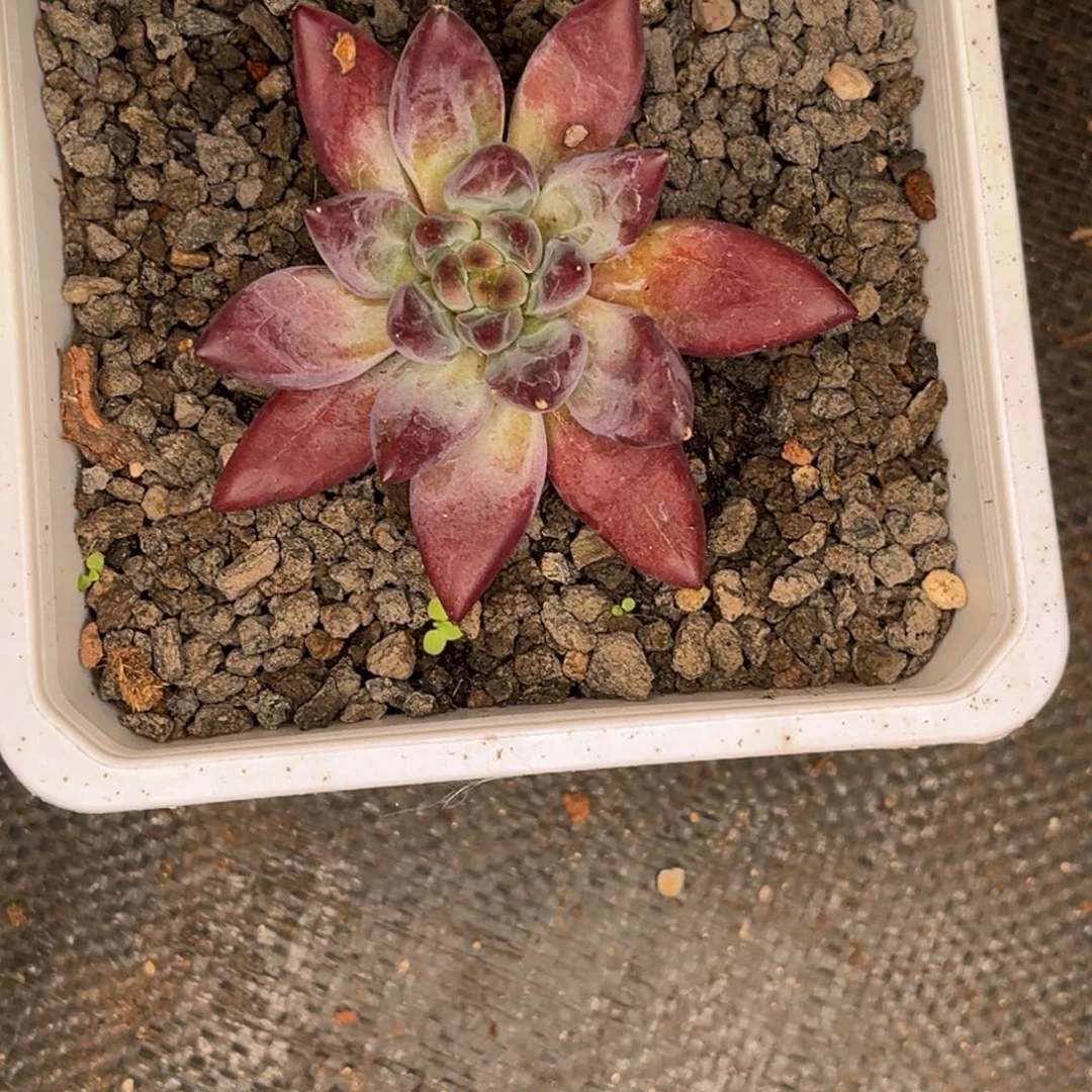 赫菲虞多肉植物628
