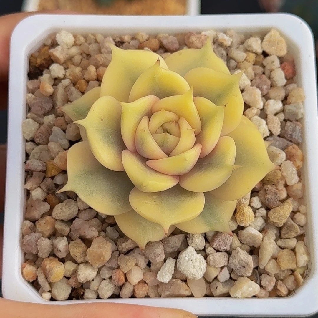 贝加尔湖 锦 一物一拍