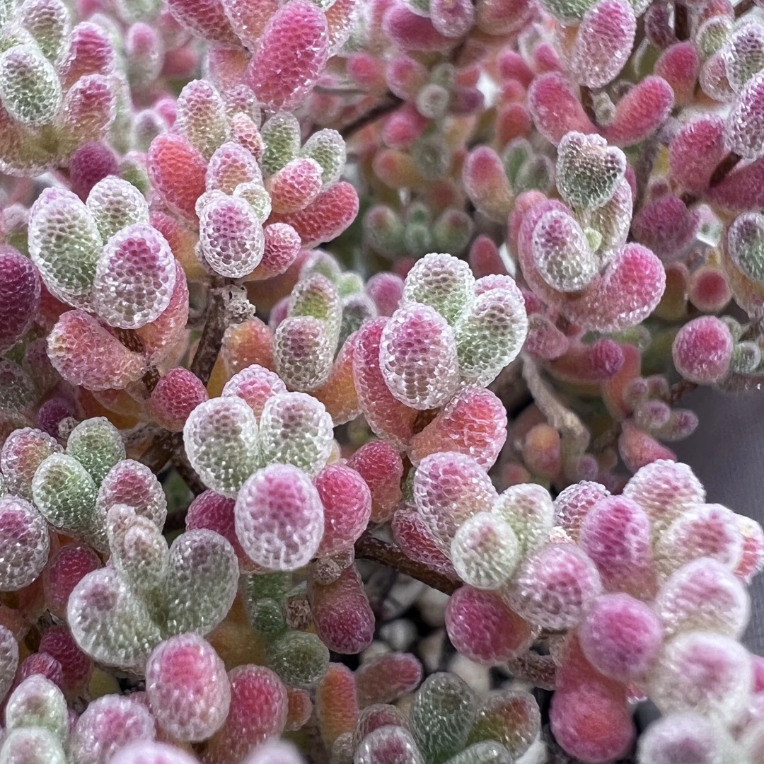 【柒园】冰晶杂交新手枝干番杏多肉植物特蜜金桔糖球米粒小盆精品