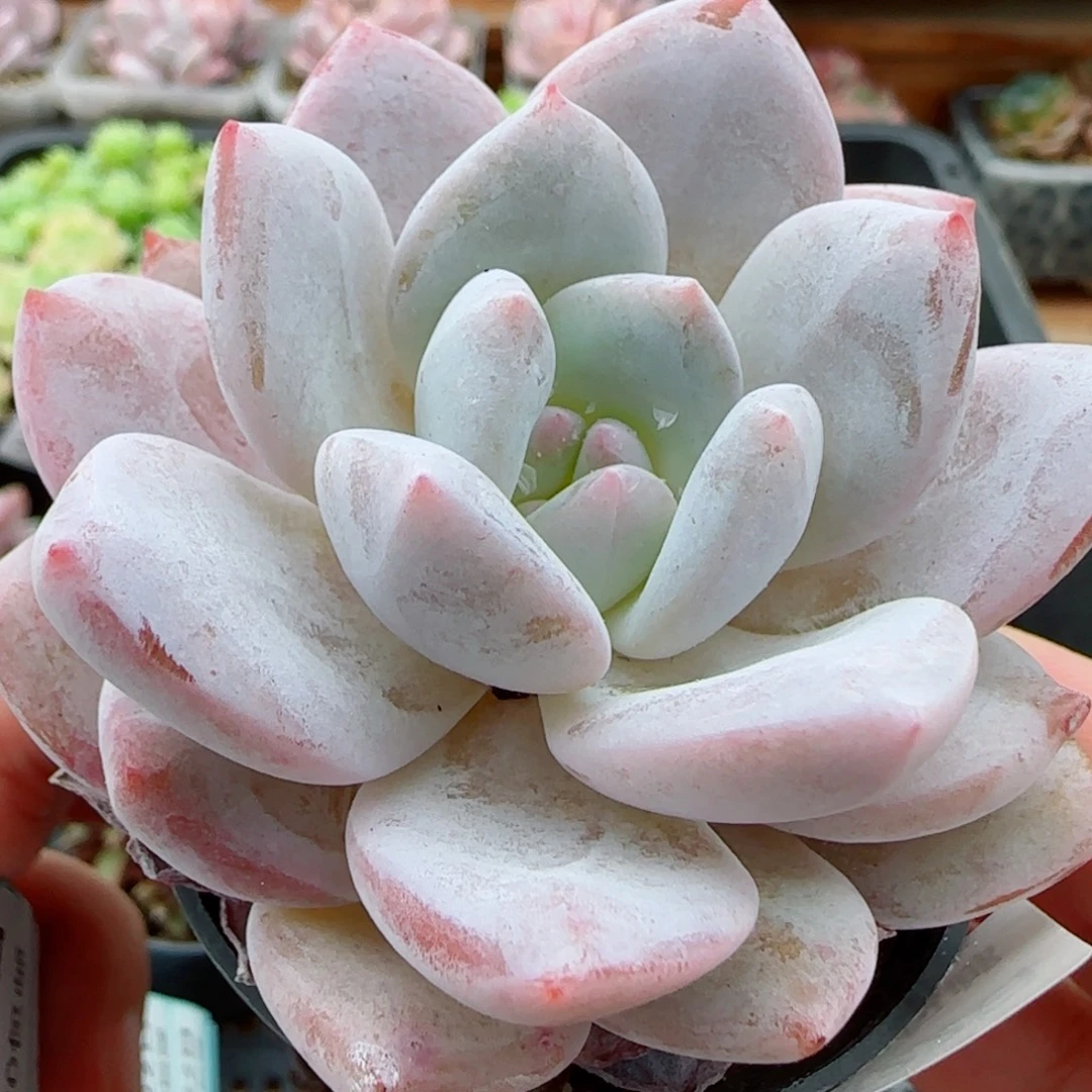 花语逸镜0922-35白路