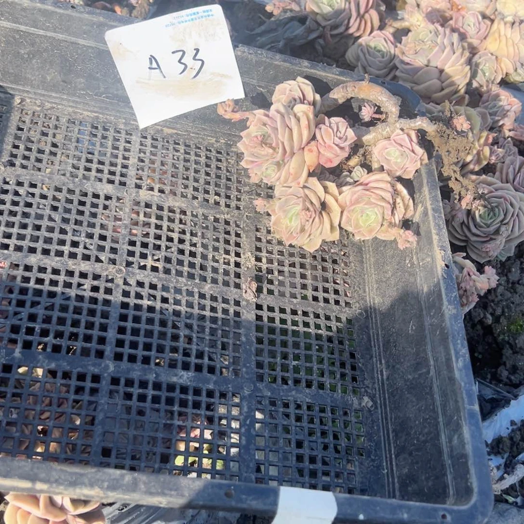 菊*茶a33可爱玫瑰可爱