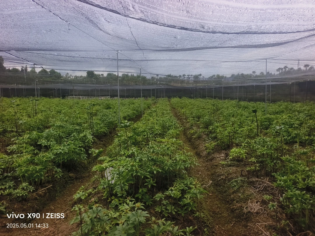 云南滇重楼《七叶一枝花柿子树老虎》
