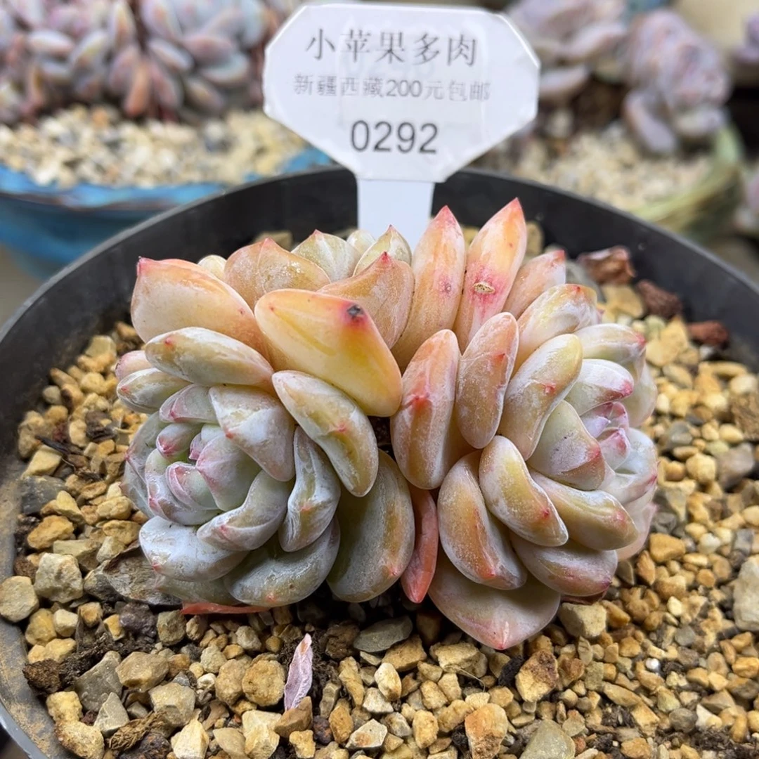 黄底紫心292/9cm4头